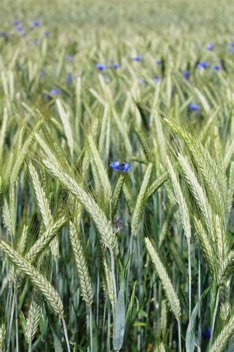 Blue small flowers among a rye field free image download