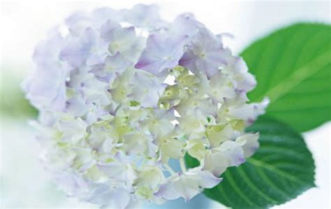 Hydrangea Backgrounds - Wallpaper Cave