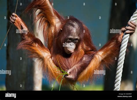 cute baby orangutan having fun Stock Photo - Alamy