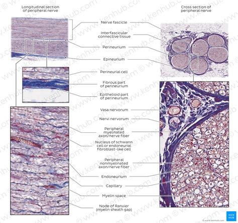 Peripheral nerves: Histology and clinical aspects | Kenhub