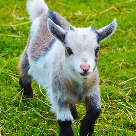 Pygmy Goats :: Resident :: West Wight Alpacas