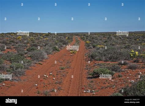 Carriageway snaking through the Namaqualand spring flowers, Namaqua ...