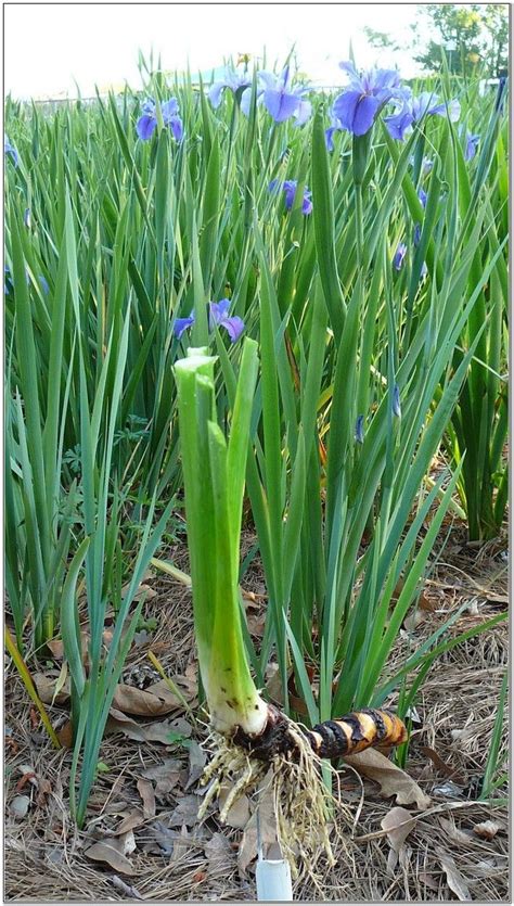 How To Plant Iris Rhizomes | Plants, Rhizome, Iris rhizomes