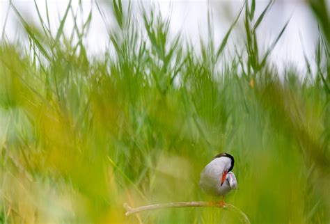 Manmade Common Tern breeding platform on Behance