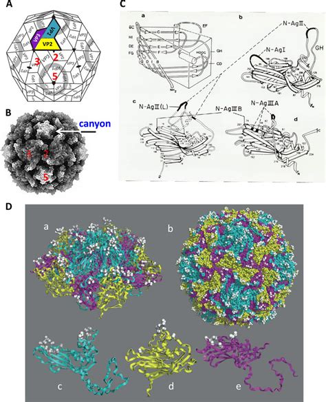 Poliovirus Structure