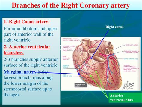 PPT - Blood supply of the Heart PowerPoint Presentation, free download - ID:4133026