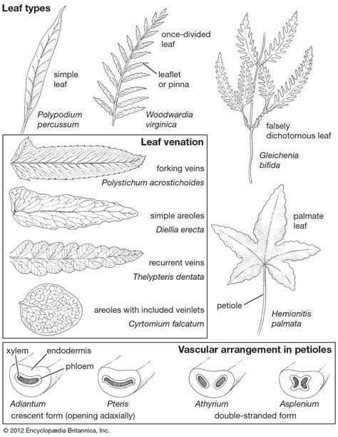 Petiole | plant anatomy | Britannica