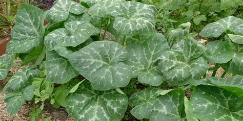 Pumpkin leaf: The health benefits of this plant are unbelievable | Pulse Nigeria