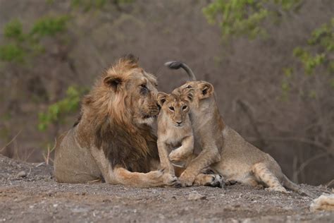 Population of the majestic Asiatic lions in Gir forest up by 29%