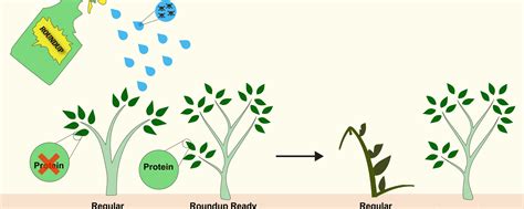 Why Roundup Ready Crops Have Lost their Allure - Science in the News