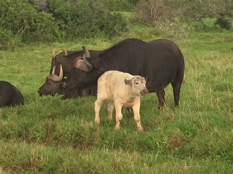 Sibuya's leucistic Cape buffalo - Africa Geographic