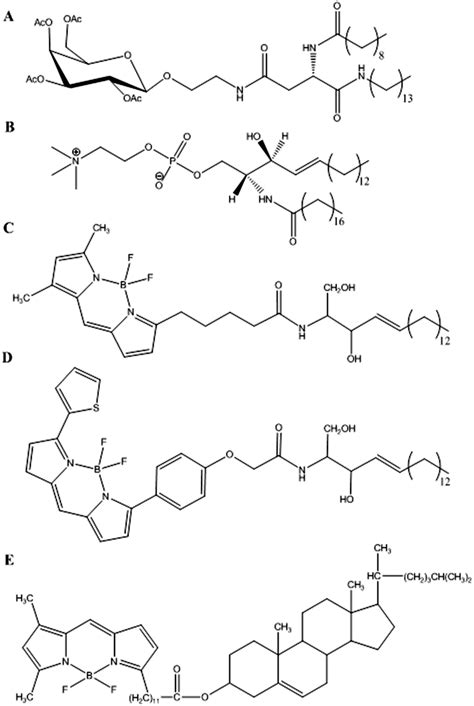 Glycolipid Structure