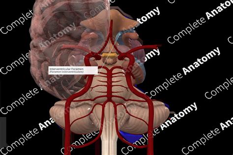 Interventricular Foramen | Complete Anatomy