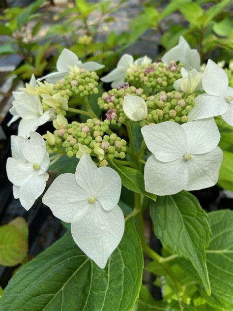 Hydrangea macrophylla Lanarth White