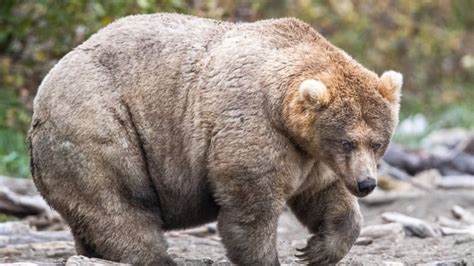 Alaska's Fat Bear contest crowns Holly 'Queen of Corpulence' | CBC News