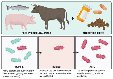 Policy Memo: Prohibiting Unnecessary Use of Antibiotics in Food ...