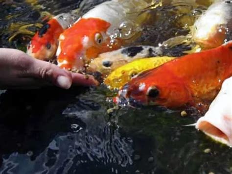 What Do Koi Fish Eat, Can’t Eat, And How To Feed Them 🐟