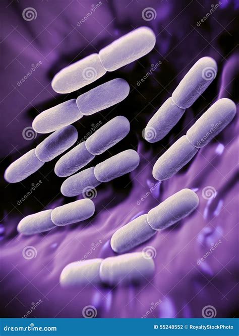 Lactobacillus Bulgaricus Microscope