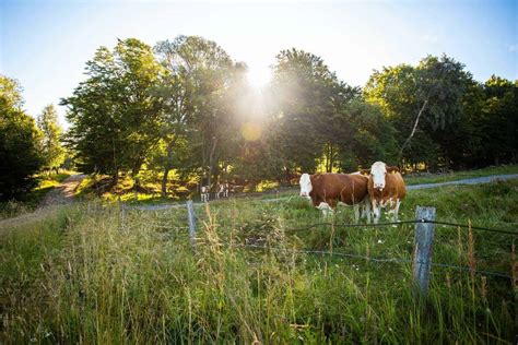 How to Build the Best Fence for Cattle: 7 Cow Fencing Ideas From ...