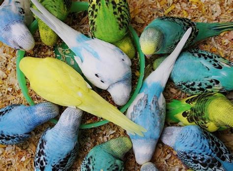 Baby Budgies for Sale - Assorted Colours and Types | in Southampton, Hampshire | Gumtree