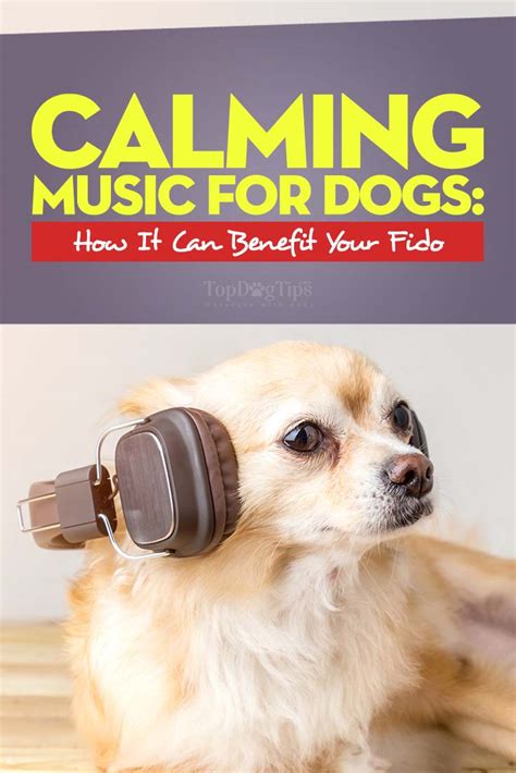 Calming Music for Dogs: How Can It Benefit Your Dog