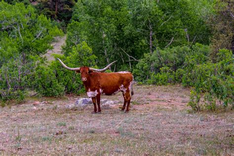 6 Best Texas Longhorn Ranches For Quality Meats | Explore the Wild West ...