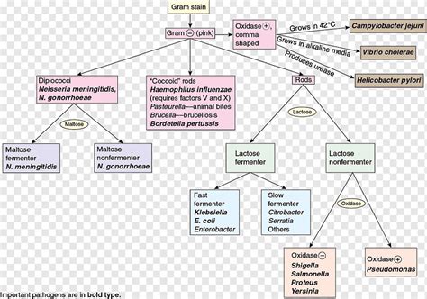 Gram Positive Bacteria Flow Chart