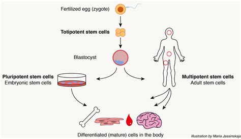 Stem Cells For Beginners – Science as We Know It