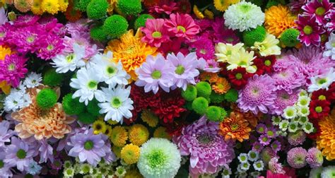 Chrysanthemums: Care, Colors and Varieties