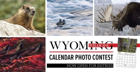 Wyoming Game and Fish Department - Wyoming Wildlife Calendar Photo ...