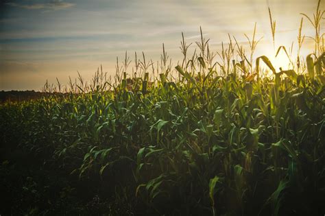 Corn Field · Free Stock Photo