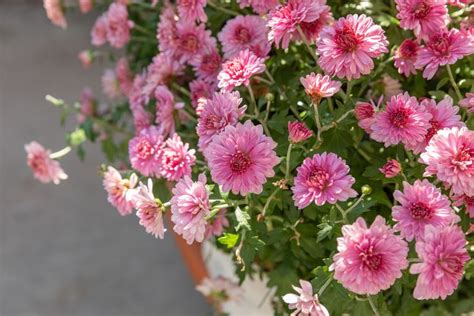 How to Grow and Care for Chrysanthemums in 2020 | Hardy mums, Hardy ...