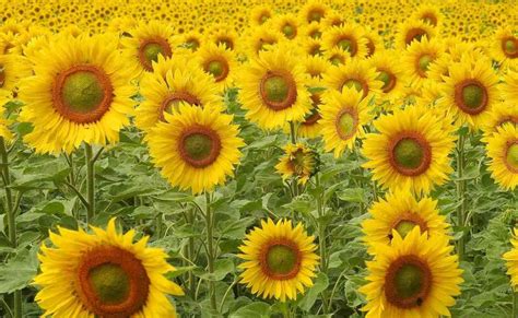 Sunflower Seed Germination, Time, Temperature, Process | Agri Farming