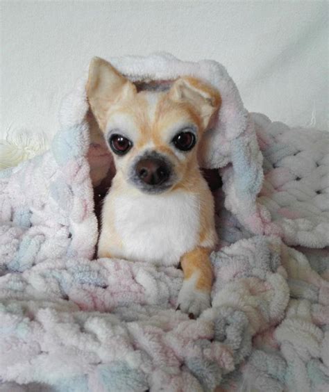 Chihuahua puppy, Teacup Chihuahua, Realistic Chihuahua toy, Realistic ...