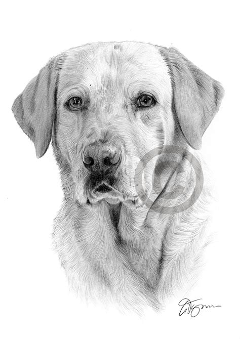 LABRADOR RETRIEVER artwork pencil drawing A3 / A4 sizes pet portrait dog art | eBay