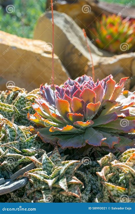 Desert Garden with Succulents Stock Image - Image of cactus, floral ...