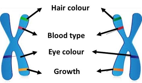 Allele definition biology || NEET | AIIMS