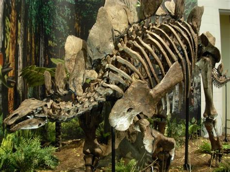 Stegosaurus ungulatus, Carnegie Museum of Natural History (CMNH). Dinosauria, Ornithischia ...