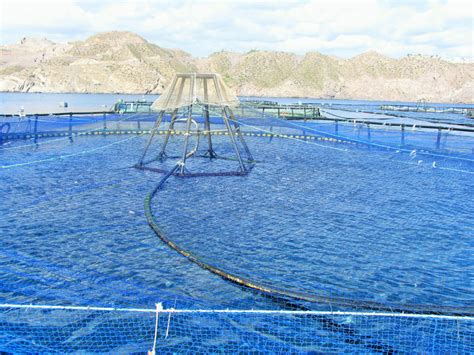 Global area estimate for marine aquaculture development - Responsible Seafood Advocate