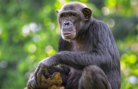 Common chimpanzee (Pan troglodytes) - Shadows Of Africa