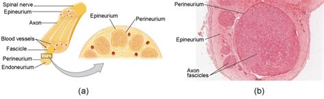 The Peripheral Nervous System | Anatomy and Physiology I