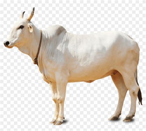 Baby Cow Png Hd - Indian Cow Png, Transparent Png - 1010x860(#208636) - PngFind