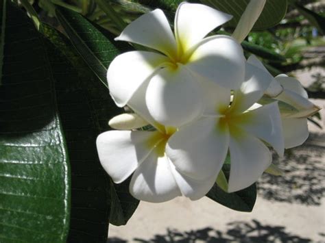 Samoan National Flower | PhotoJäger | Flickr