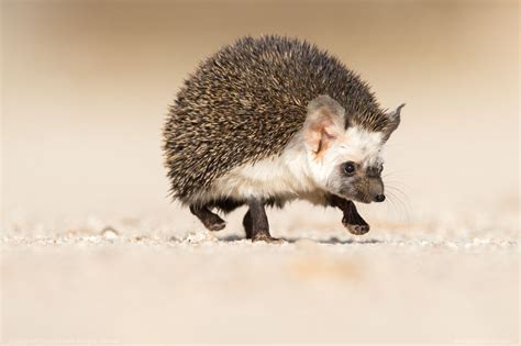 Desert Hedgehog Profile: Traits, Facts, Habitat, Diet, Pet - Mammal Age