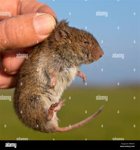 Field vole (Microtus agrestis) kept in hand by researcher during survey ...