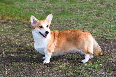 Is the Cardigan Welsh Corgi your perfect companion? - K9 Web