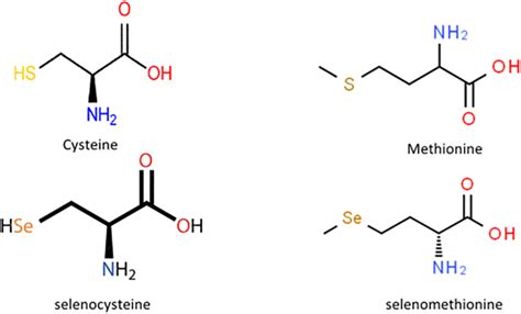 Structure Of Methionine