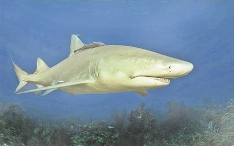 Living Sanibel: Nurse and lemon sharks found inshore, offshore waters ...