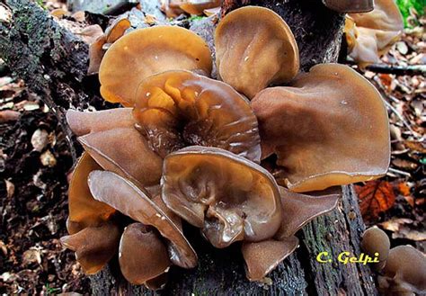 Auricularia auricula-judae | SOCIEDAD MICOLÓGICA EXTREMEÑA