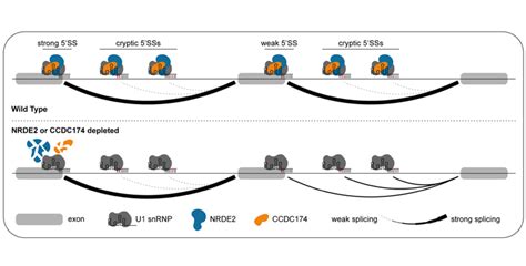 Making Weak Splice Sites Strong | Swiss National Center of Competence ...